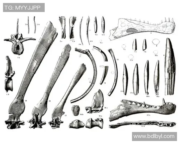 足球化石的发现与研究揭示了古代文明对足球运动的热爱与传承